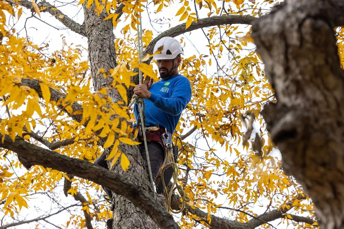Skilled Tree Trimming crew working in Gypsum